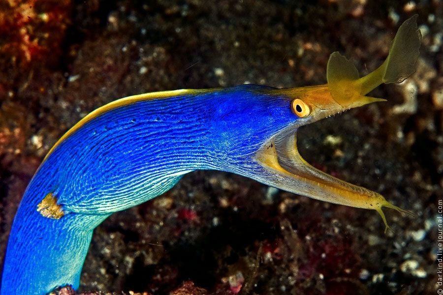 Підводний зоопарк дивовижних істот в Індонезії