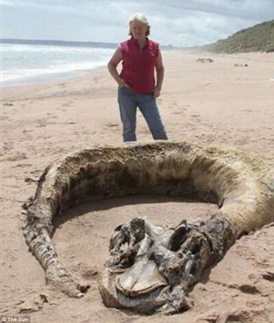 В Шотландии на берегу найдено тело неизвестного морского чудовища. Фото