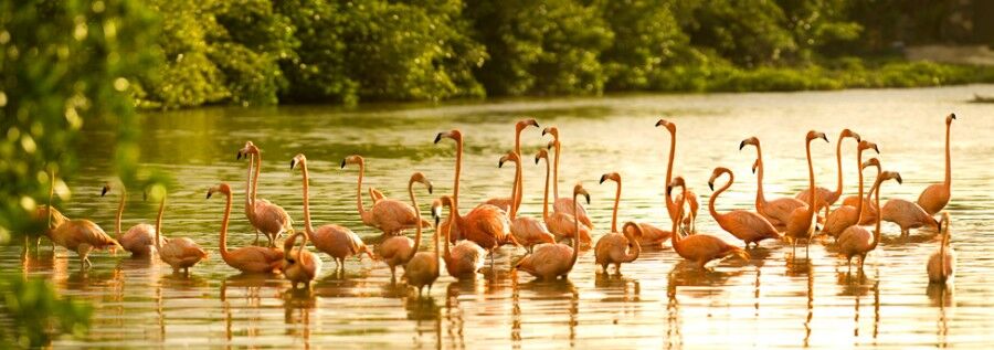 Necker Island - готель на приватному острові