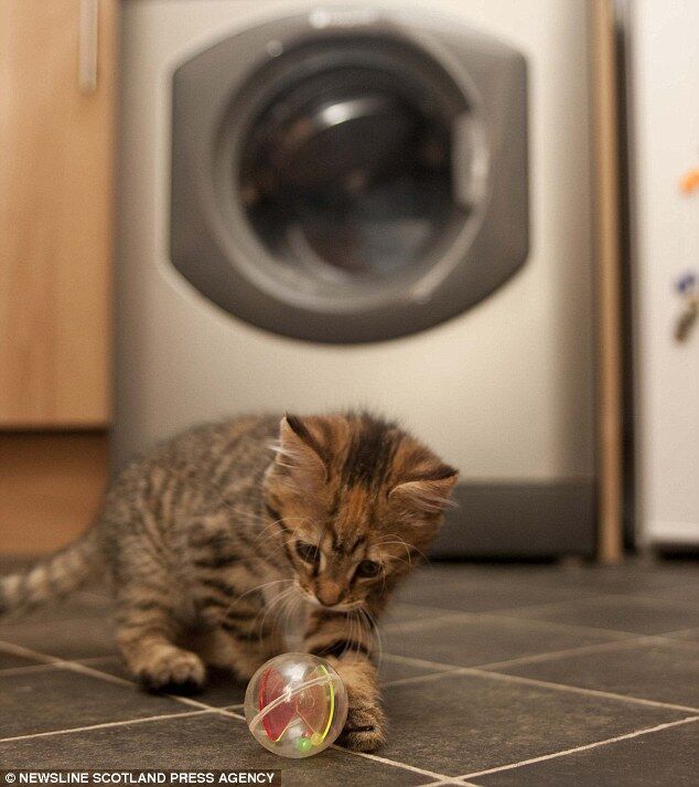 Котенок выжил после стирки в машинке. Фото