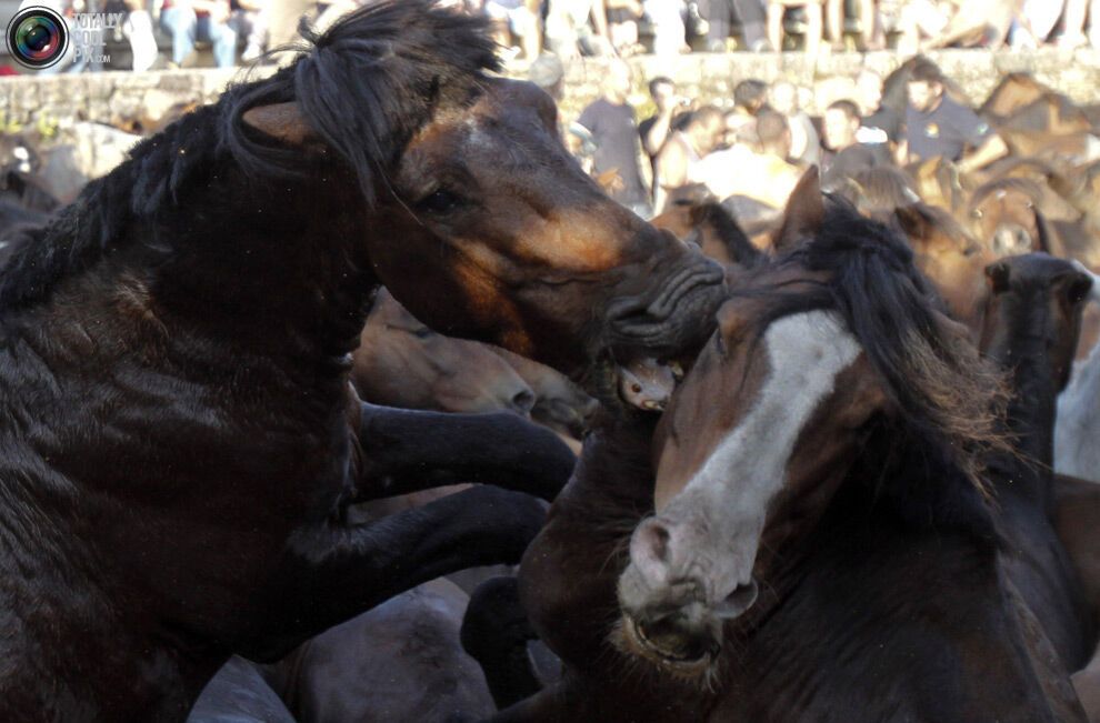 Приборкання коней: Фестиваль Rapa das Bestas