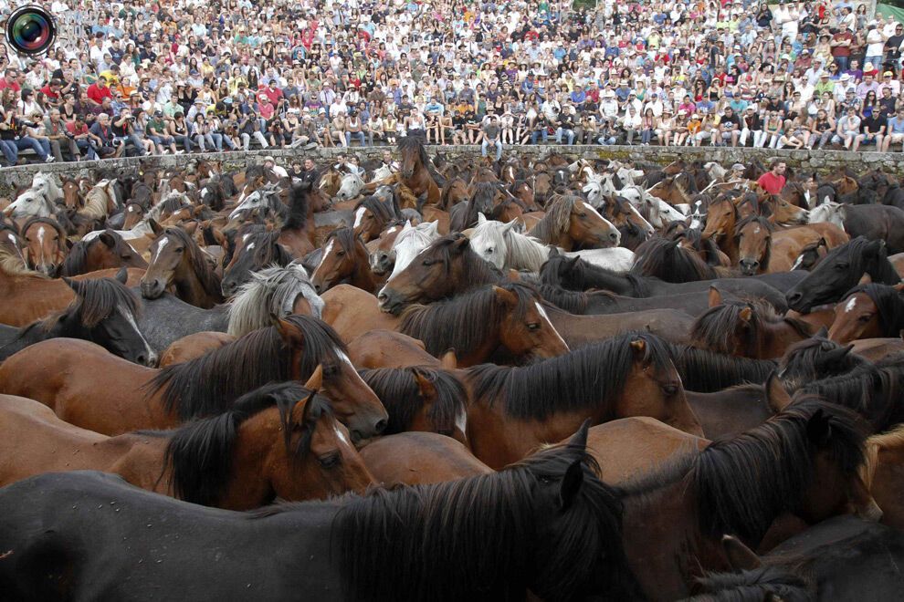Приборкання коней: Фестиваль Rapa das Bestas