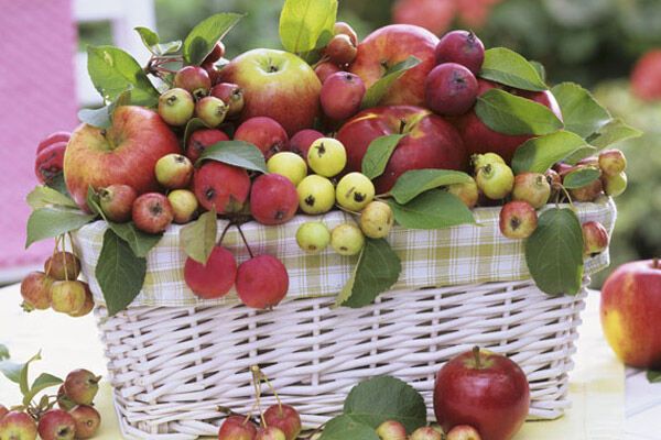 Український пучок – хатній спаситель