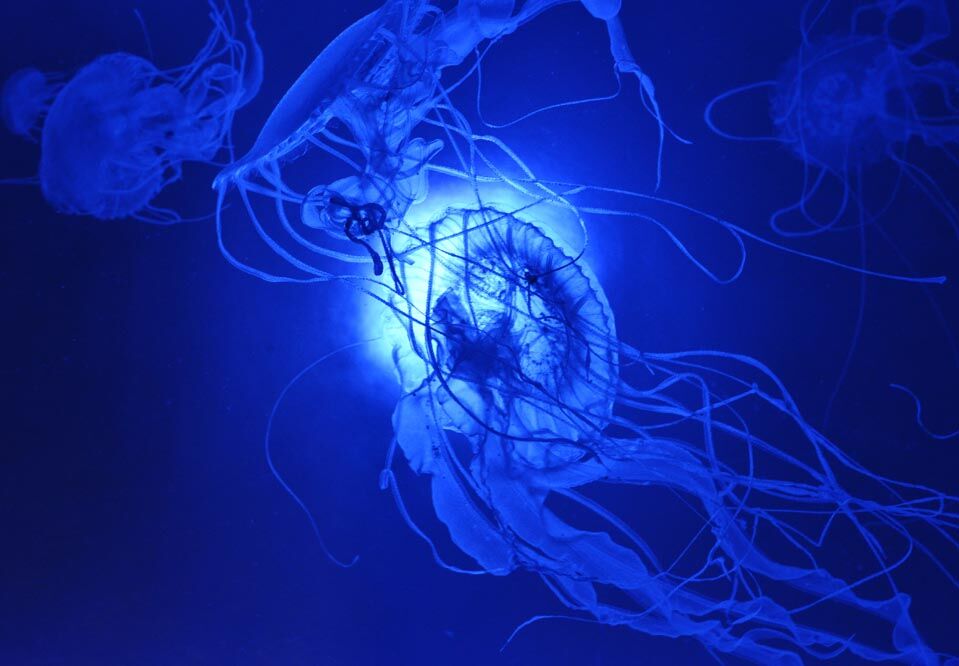 Картина дня: 2 серпня в фотографіях