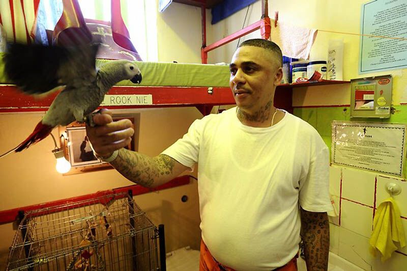 Закоренелых преступников перевоспитывают с помощью попугаев