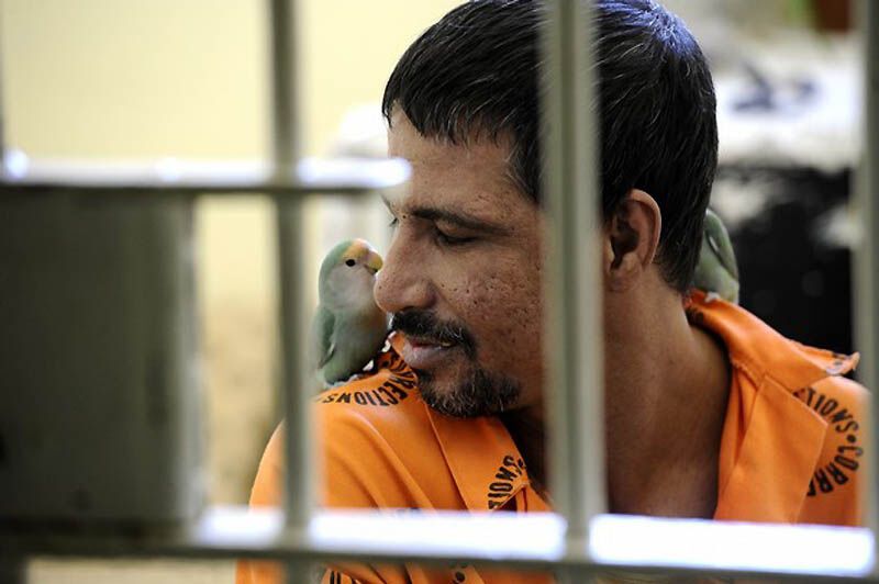 Закоренелых преступников перевоспитывают с помощью попугаев