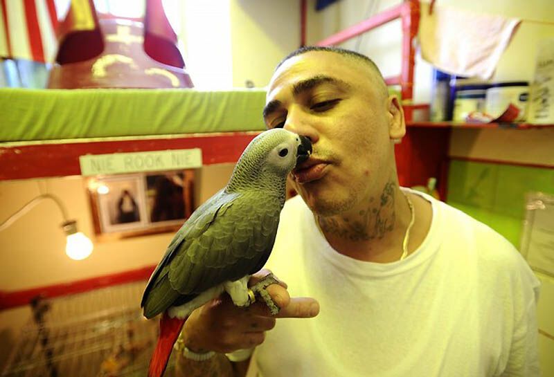 Закоренелых преступников перевоспитывают с помощью попугаев