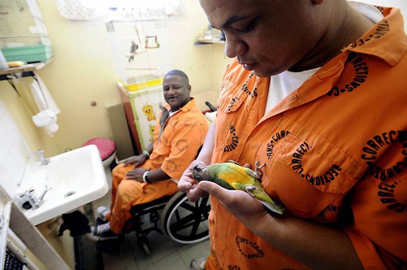 Закоренелых преступников перевоспитывают с помощью попугаев