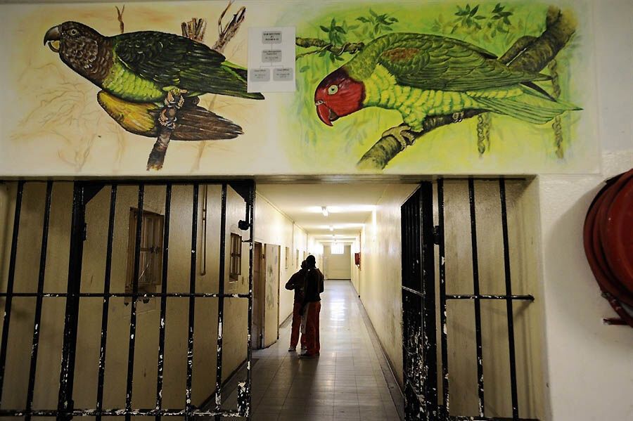 Закоренелых преступников перевоспитывают с помощью попугаев