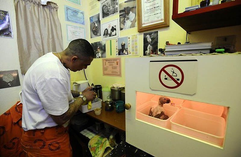 Закоренелых преступников перевоспитывают с помощью попугаев