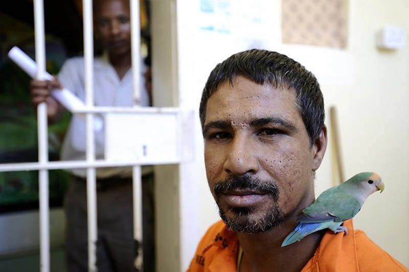 Закоренелых преступников перевоспитывают с помощью попугаев