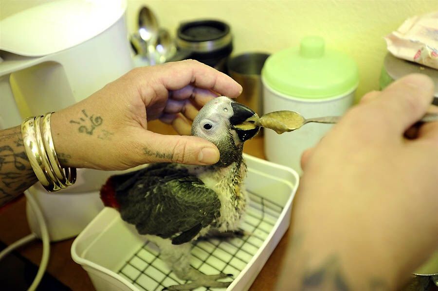 Закоренелых преступников перевоспитывают с помощью попугаев