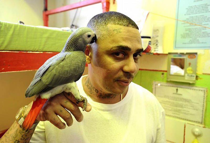 Закоренелых преступников перевоспитывают с помощью попугаев