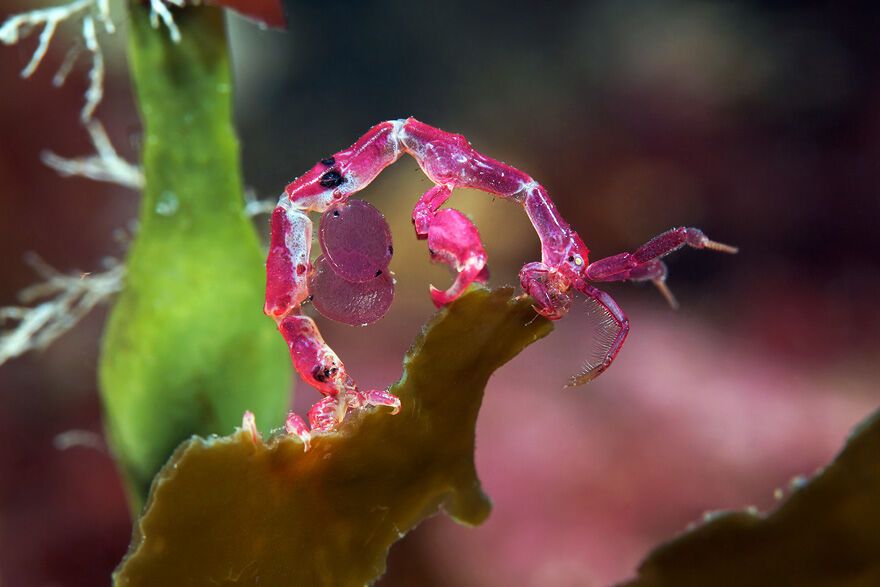 Красота фауны Белого моря