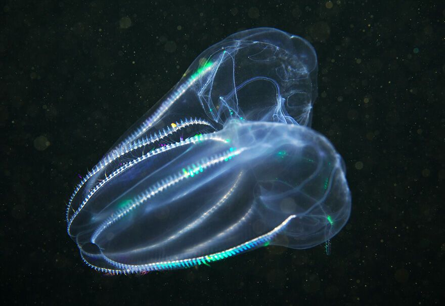 Красота фауны Белого моря