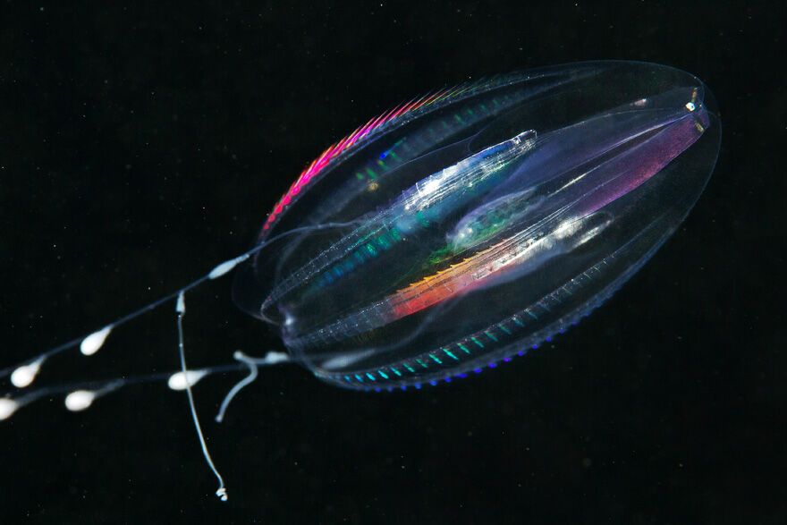 Красота фауны Белого моря