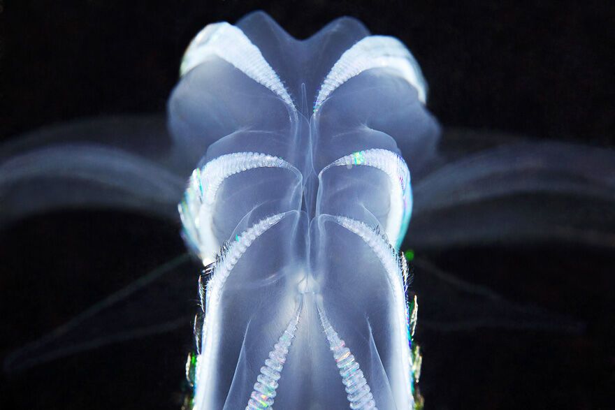 Красота фауны Белого моря