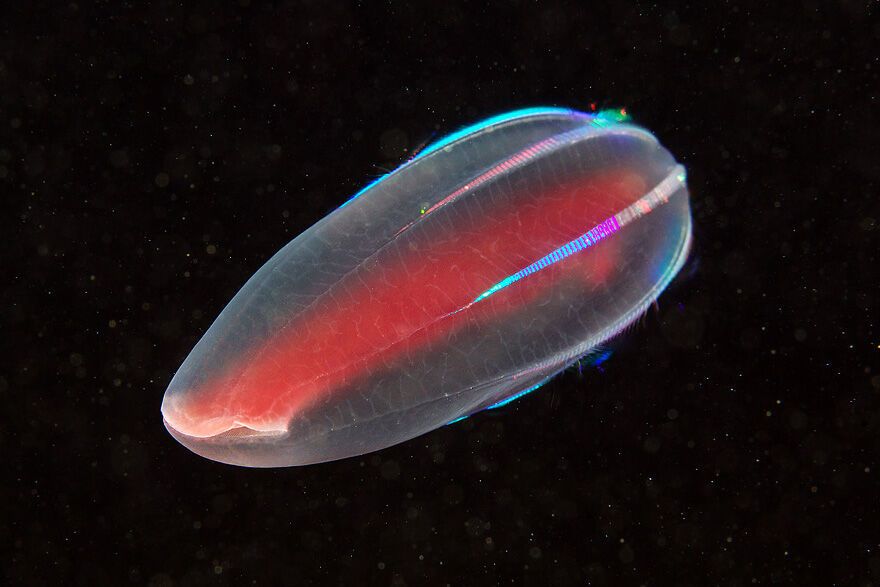 Красота фауны Белого моря