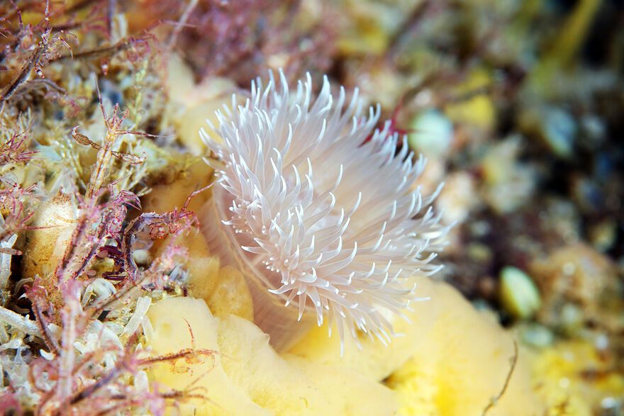 Красота фауны Белого моря