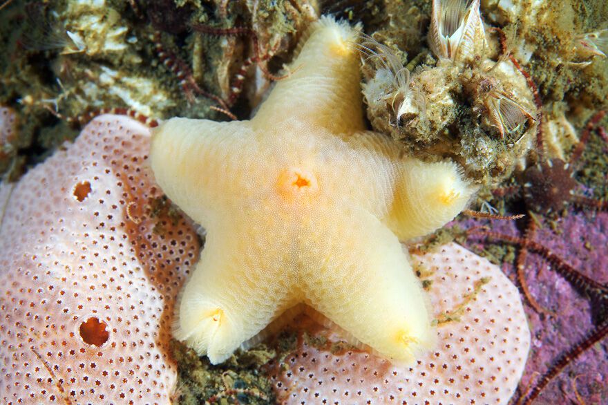 Красота фауны Белого моря