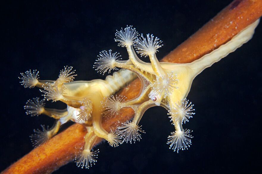 Красота фауны Белого моря