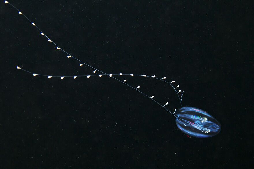 Красота фауны Белого моря