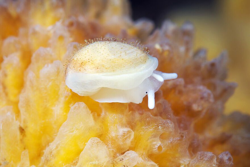 Красота фауны Белого моря