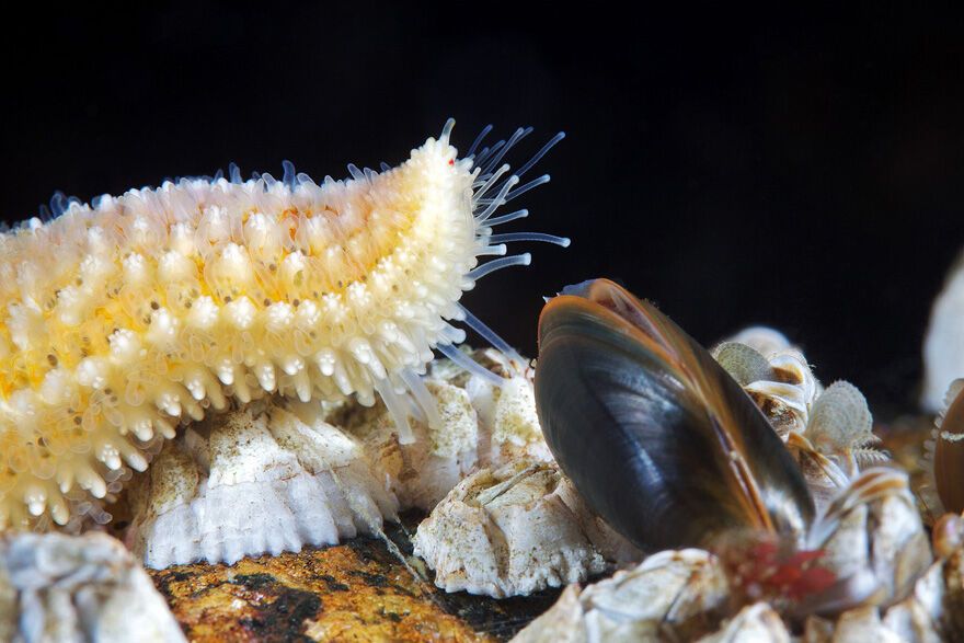 Красота фауны Белого моря