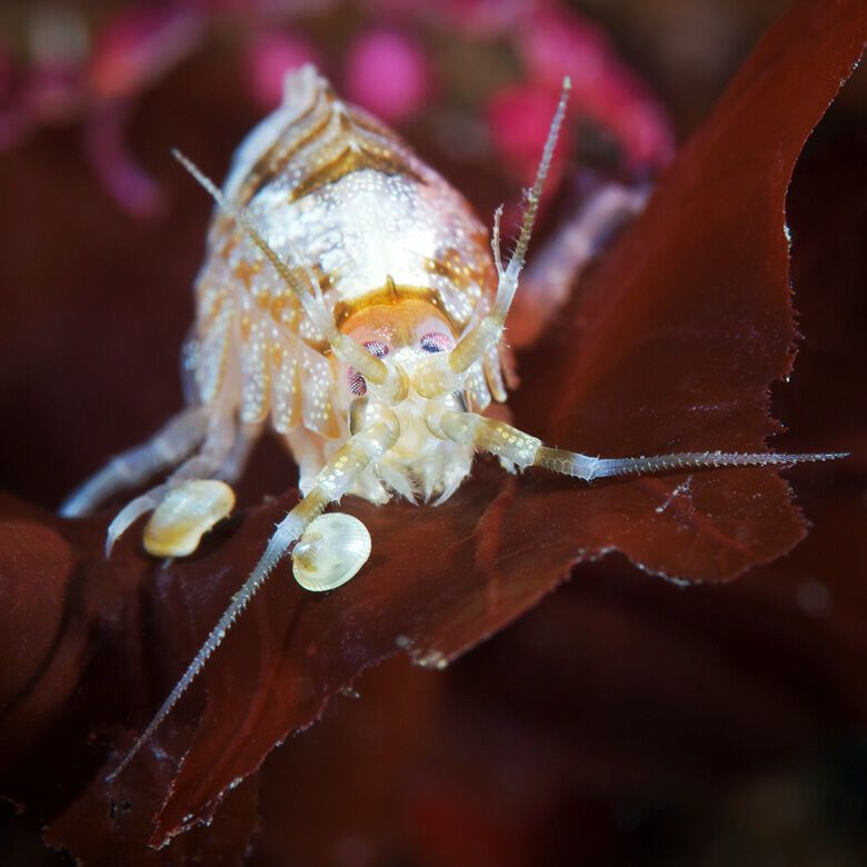 Красота фауны Белого моря