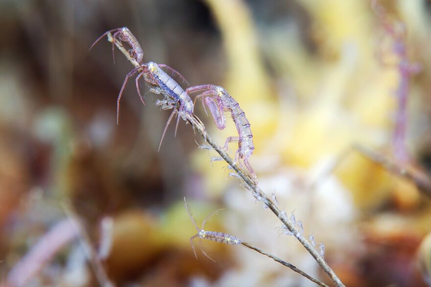 Красота фауны Белого моря