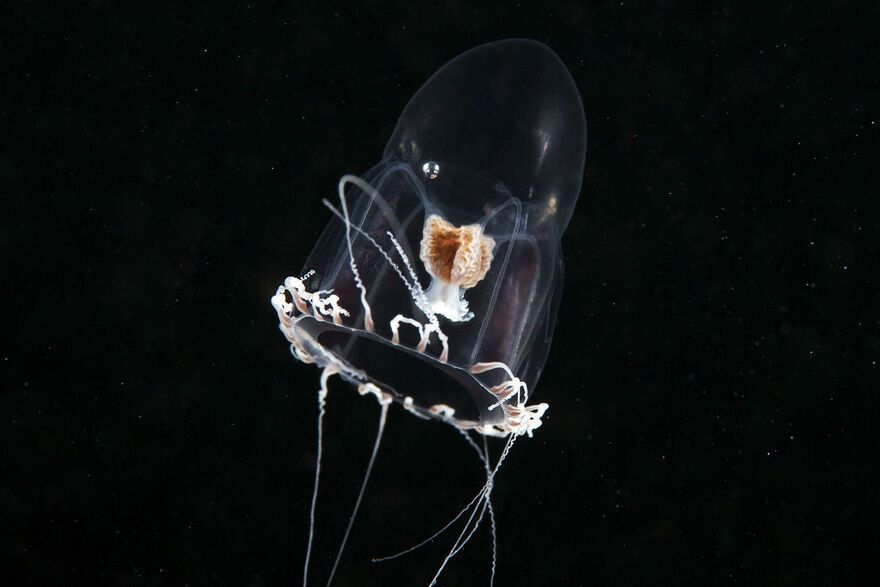 Красота фауны Белого моря