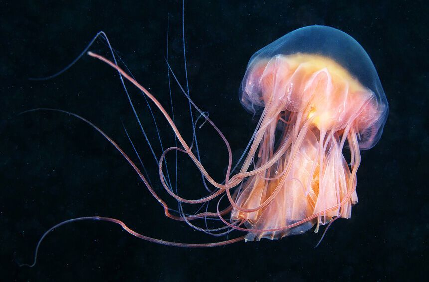 Красота фауны Белого моря