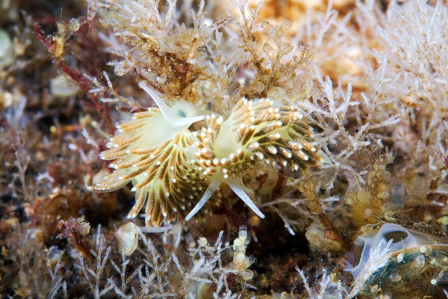 Красота фауны Белого моря