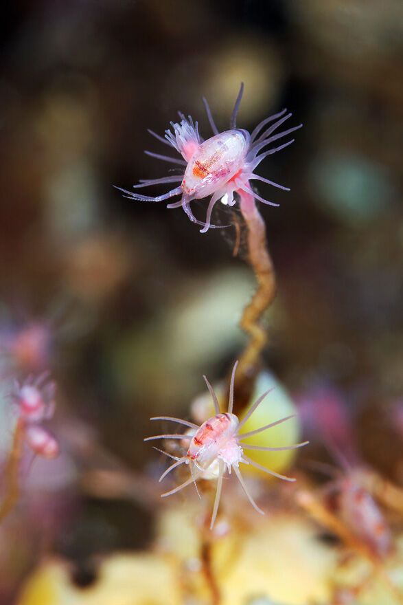 Красота фауны Белого моря