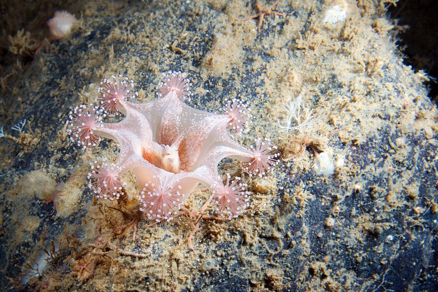 Красота фауны Белого моря