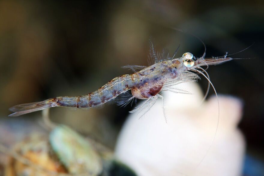 Красота фауны Белого моря