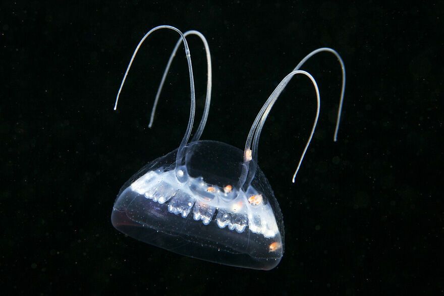 Красота фауны Белого моря