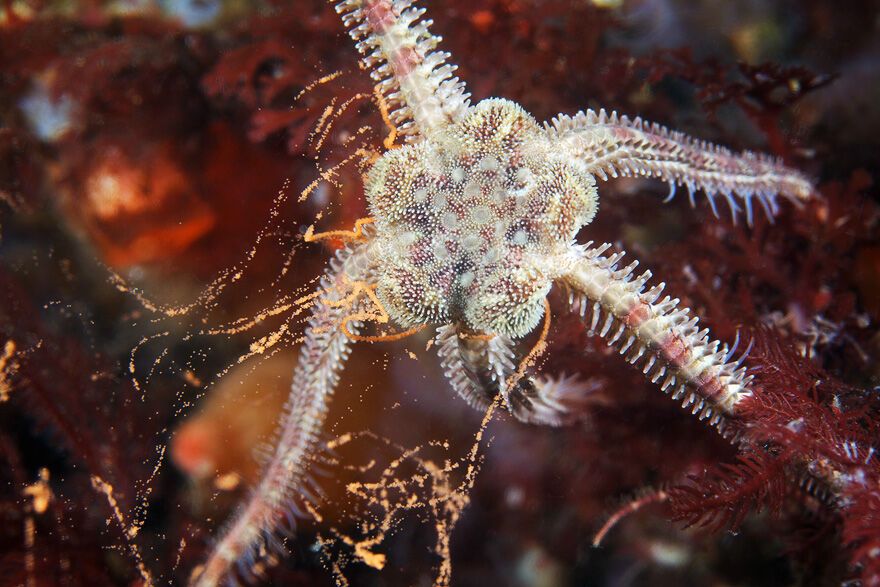 Красота фауны Белого моря