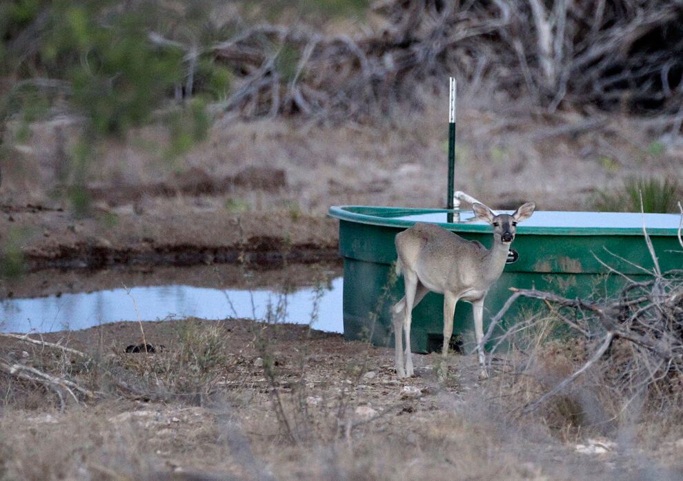 Засуха и лесные пожары в Техасе