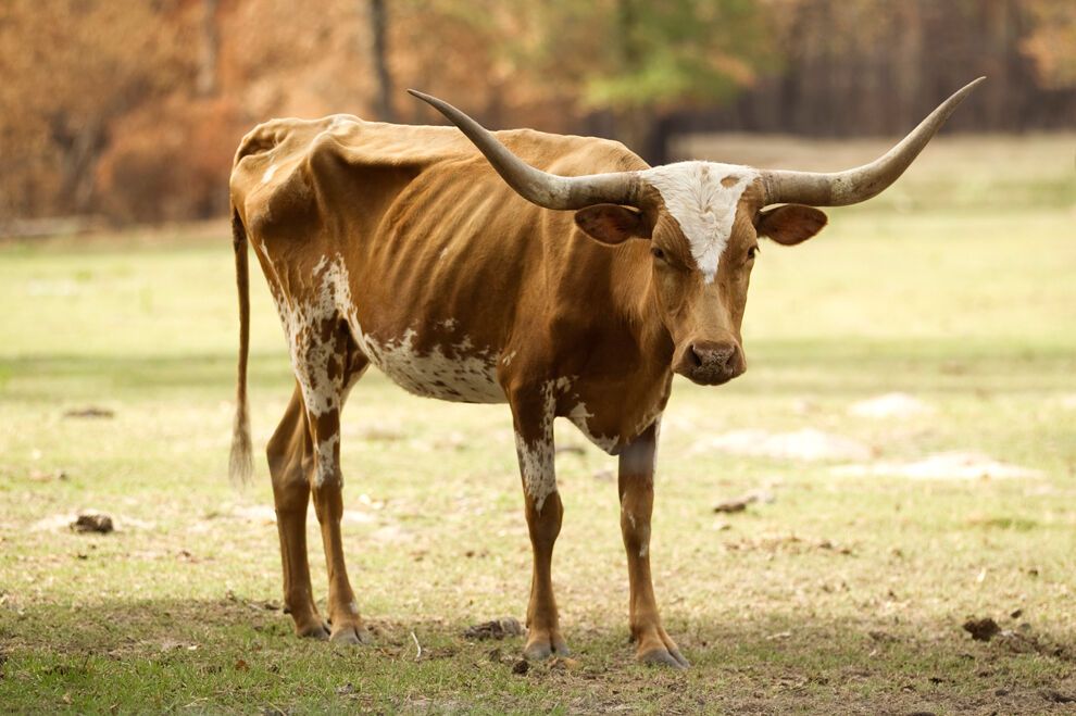 Засуха и лесные пожары в Техасе
