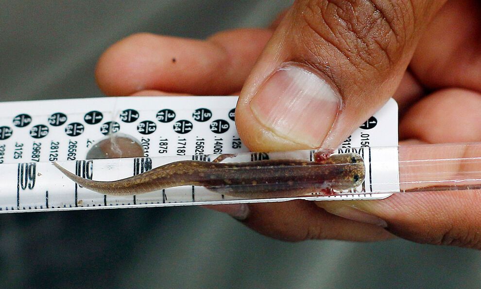 Засуха и лесные пожары в Техасе