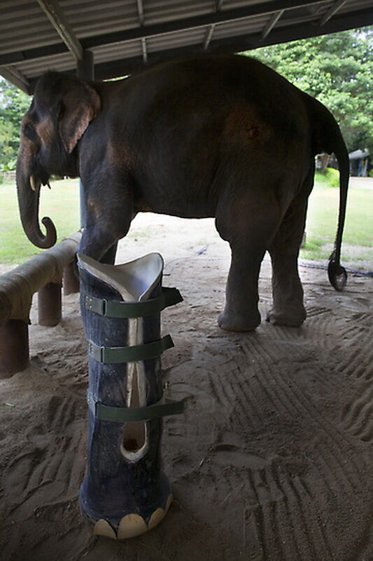 Новий протез для слонихи Мотали