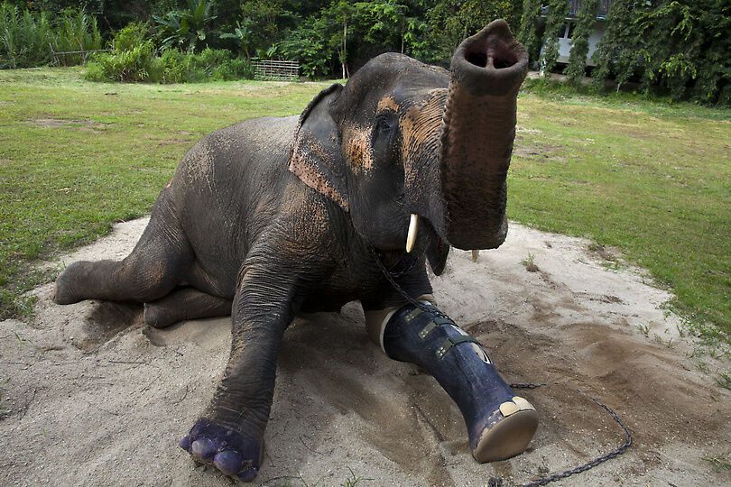 Новий протез для слонихи Мотали