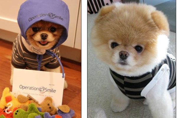 Самая милая собачка очаровала 2 млн. человек. Фото. Видео