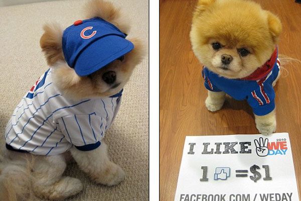 Самая милая собачка очаровала 2 млн. человек. Фото. Видео