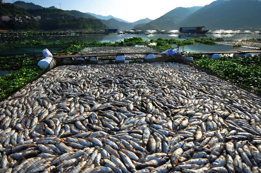 Масовий мор риби в Китаї