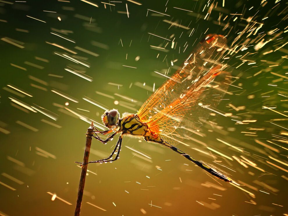 Победители фотоконкурса National Geographic 2011