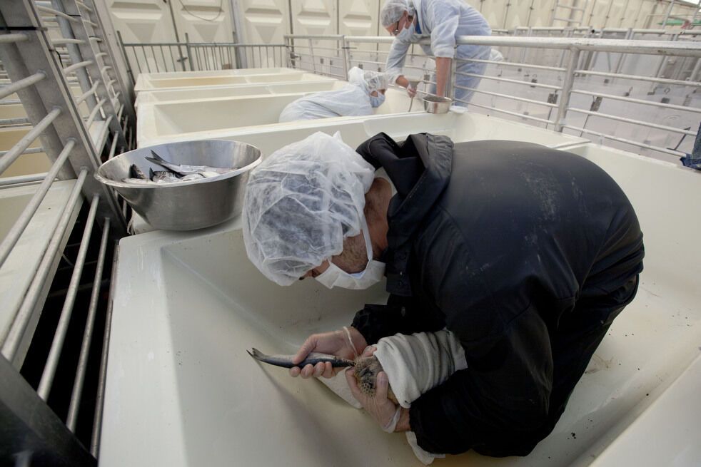 Дитячий будинок для тюленів-сиріт в Голландії