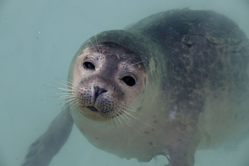 Дитячий будинок для тюленів-сиріт в Голландії