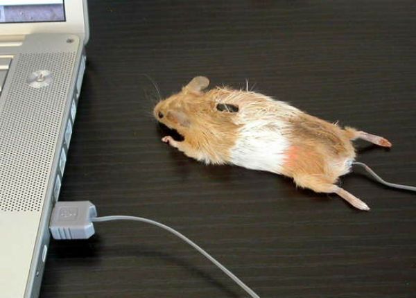 Составлен Топ-25 самых безумных компьютерных мышек. Фото 